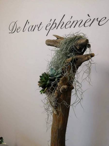 1-plante_exterieur-voiron-emotionelles_1