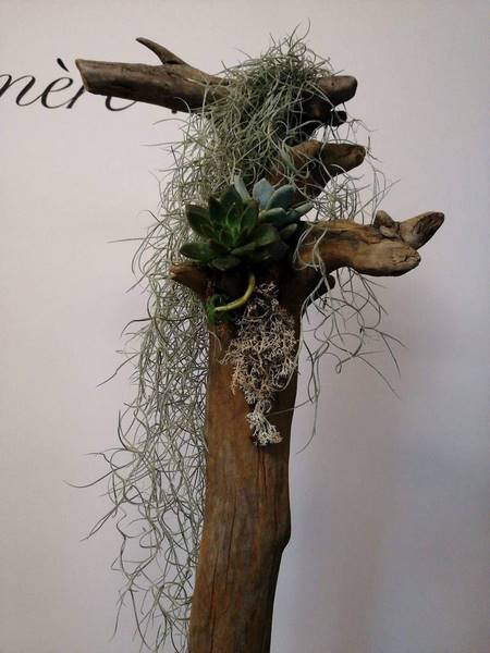 4-plante_exterieur-voiron-emotionelles_1