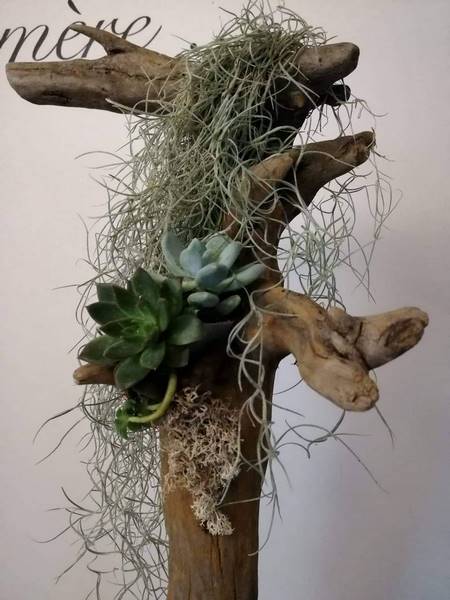 5-plante_exterieur-voiron-emotionelles_1